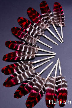 Dindon - 10-15 cm - tigré - naturel-rouge